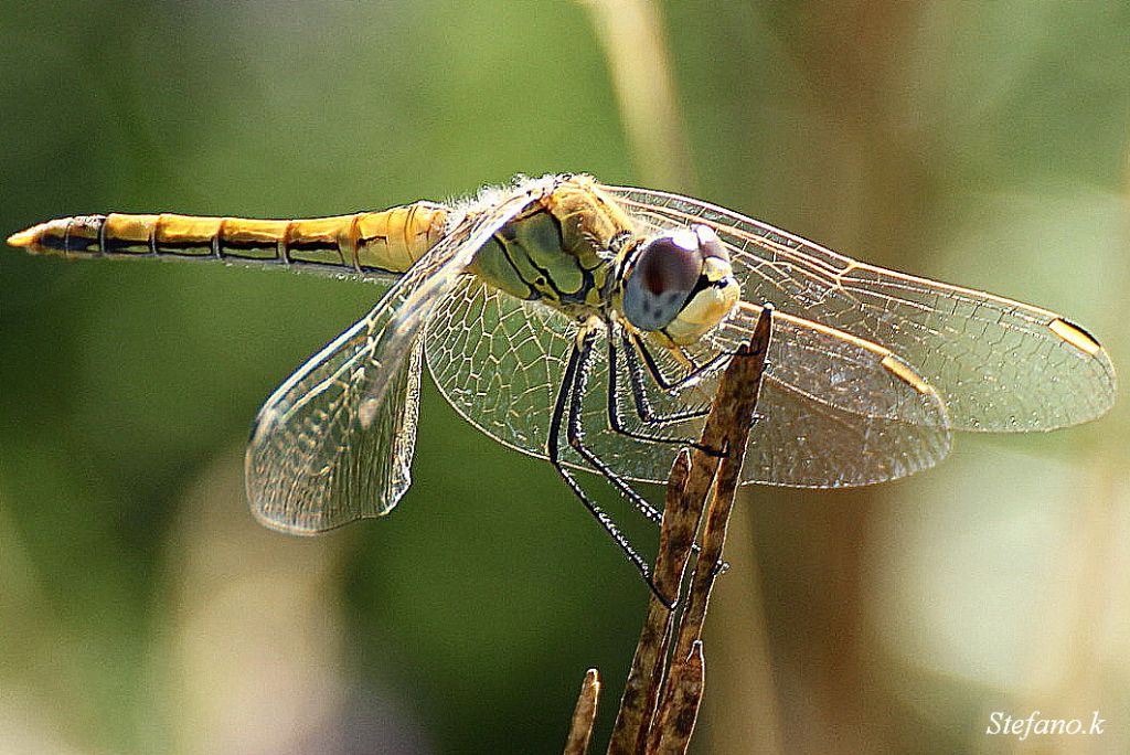 Libellula 2